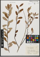 Foto von Salix triandra var. villarsiana (Flüggé ex Willd.) P. Fourn.